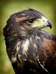 Harris hawk portrait