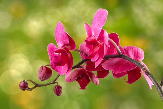 red orchid flower on blur background
