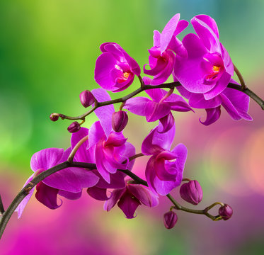 purple orchid flower on blur background