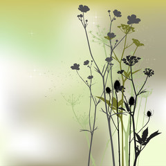 floral background, dandelion - 62000830