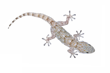 European Common Gecko (Tarentola mauritanica) isolated on white