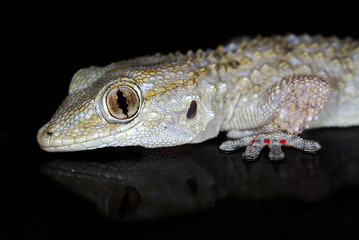 European Common Gecko (Tarentola mauritanica) isolated on black