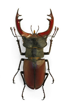 Stag beetle Lucanus cervus an endangered species