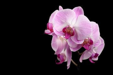 Naklejka na ściany i meble Beautiful purple orchid flowers isolated on black