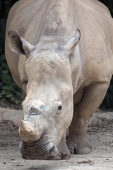 Fototapeta premium White Square-Lipped Rhinoceros