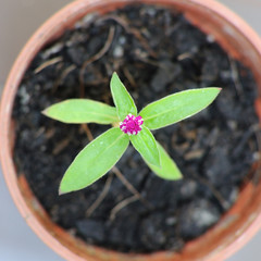 Small Globe Amaranth flower in plastic pot, top view.