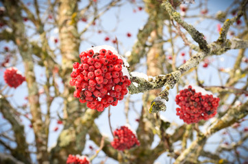 Boules rouges