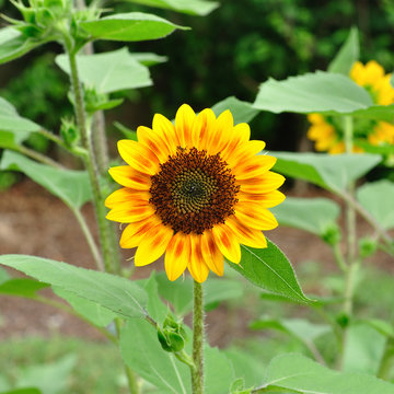 Perfect and nice sunflower in garden
