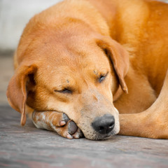 Naklejka na ściany i meble Cute dog sleeping outdoors
