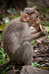 Naklejka na ściany i meble Mała małpa jedzenie w bambusowym lesie. Indie