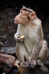 Mail monkey eating food in bamboo forest. India