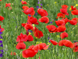 Meadow with beautiful bright red poppy flowers in spring