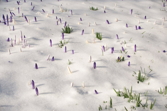 Krokusse im Schnee