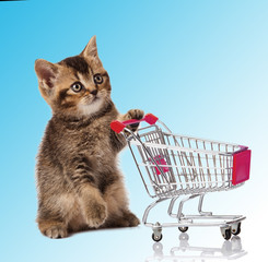 british cat with shopping cart