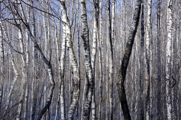 Obraz premium beautiful birch forest and spring water