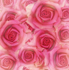 Pink rose flowers