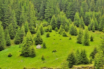 Beautiful mountains landscape with pine trees