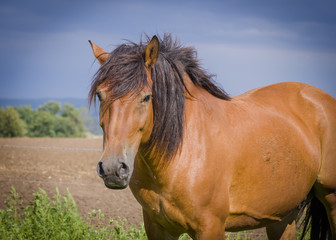 Naklejka premium Alpha male