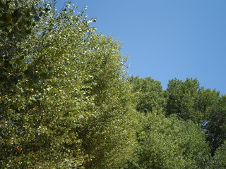 nature