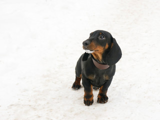 Dachshund 3 months old puppy on snow