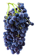 grappe de raisin noir