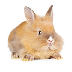 brown  fluffy rabbit