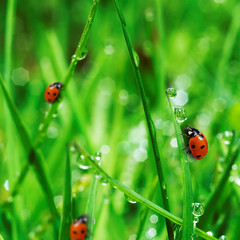 fresh green grass with water drops
