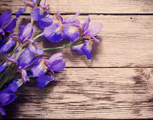 iris on wooden background