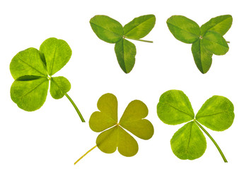 clover leaves collection isolated on white