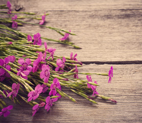 Naklejka premium pink clove on wooden background