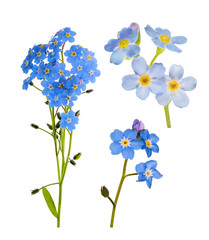 set of forget-me-not blue flowers isolated on white