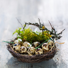Quail Eggs in Nest