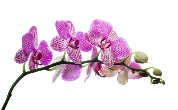 Fototapeta isolated orchid blossom in dark pink strips