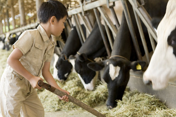 boy feeding hay to cow in cattle shed