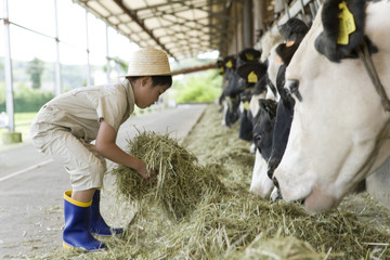 boy feeding hay to cow in cattle shed