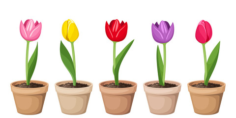 Tulips in pots. Vector illustration.