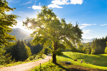 Idyllic countryside site, Alps, Slovenia, Europe.