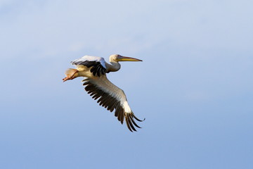 pelican with wings spread