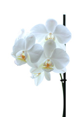 white Orchid