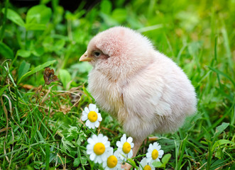 Little chicken on the grass