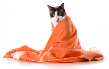 cat under cover