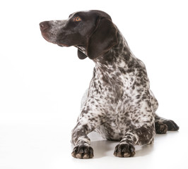 german shorthaired pointer female