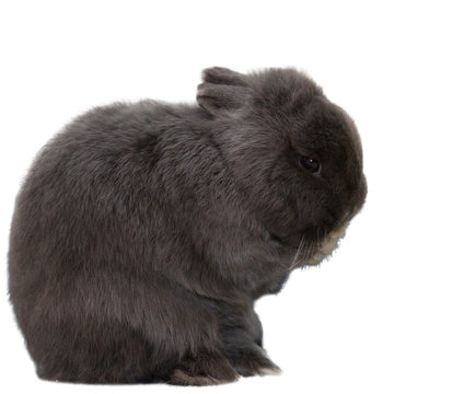 Zwergkaninchen