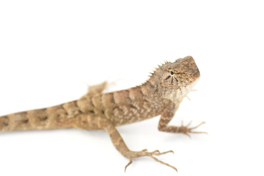 Close up chameleon isolated on white background