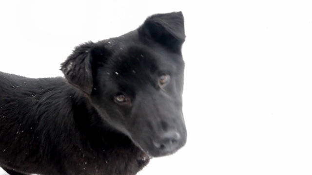 black dog - puppy on a white background