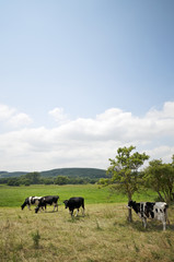 Cows on the meadow vertical