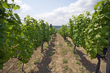 Cute vine rows