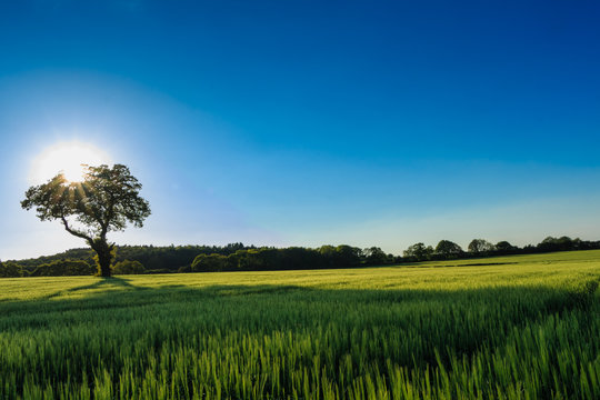 Field of Rye with a solitary tree © strangeways70