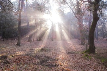 Obraz premium Sunlight in autumn forest