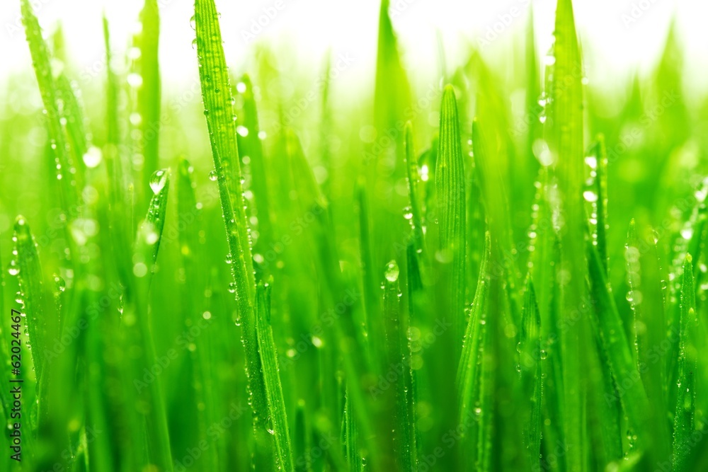 Wall mural dew on a fresh green grass